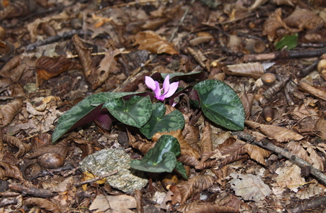 Alpen-Zyklame (Cyclamen purpurascens) - © Emanuel Trummer